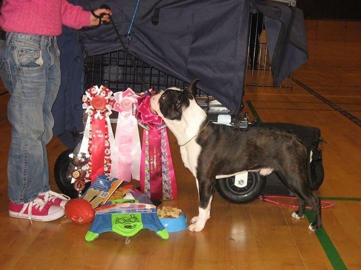Boston terrier Multi-CH Westlund As Good As It Gets aka Pepsi billede 29