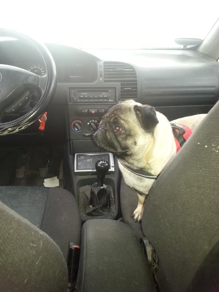 Mops Rosa Himmelhund billede 2