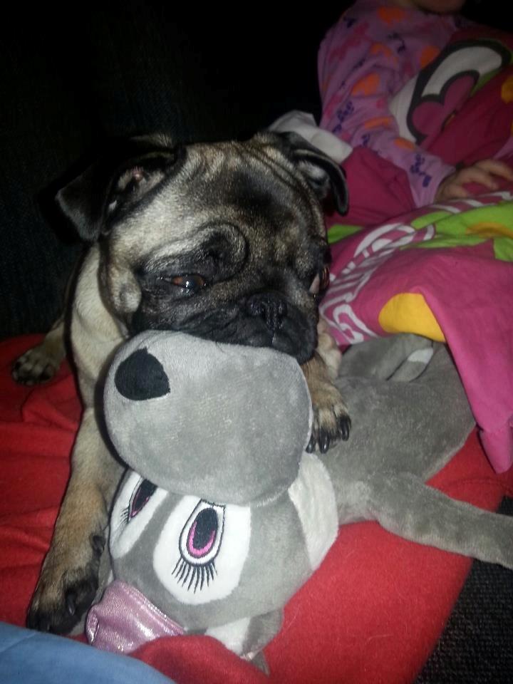 Mops Rosa Himmelhund billede 3