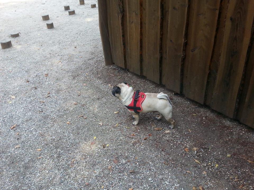 Mops Rosa Himmelhund billede 4