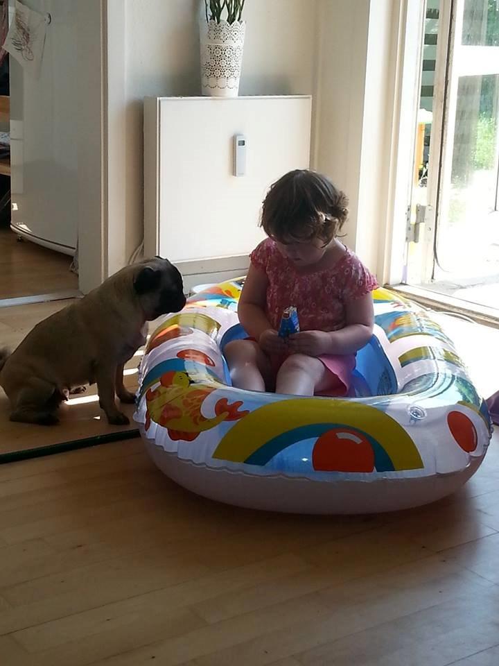 Mops Rosa Himmelhund billede 6