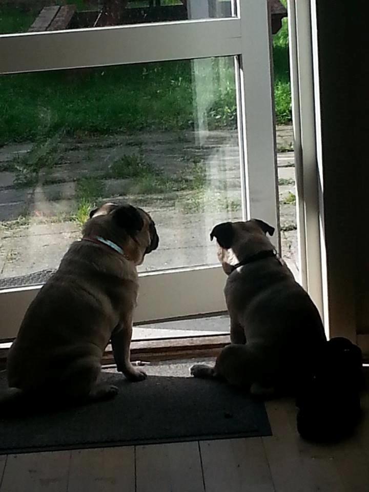 Mops Rosa Himmelhund billede 7