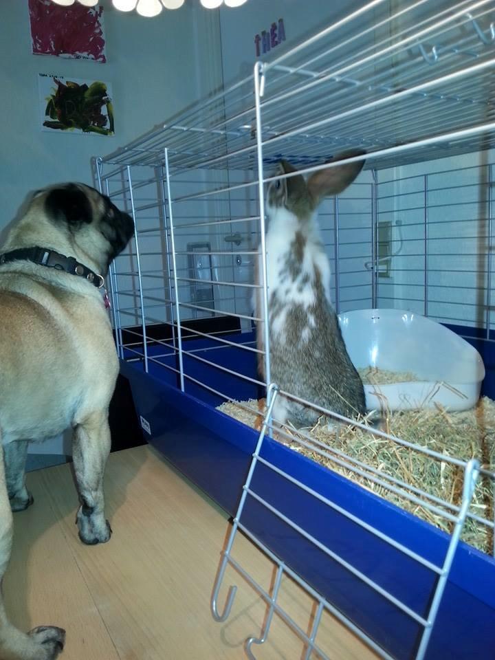 Mops Rosa Himmelhund billede 8