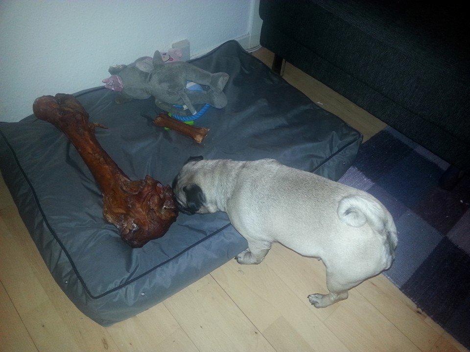 Mops Rosa Himmelhund billede 9