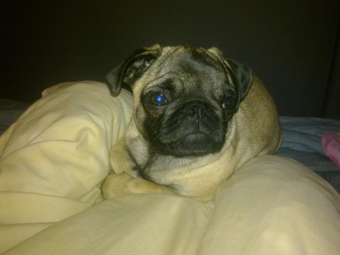 Mops Rosa Billeder af hunde Uploaded af Heidi & Thomas