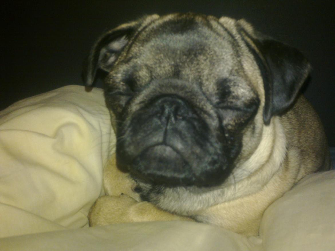 Mops Rosa Himmelhund billede 11