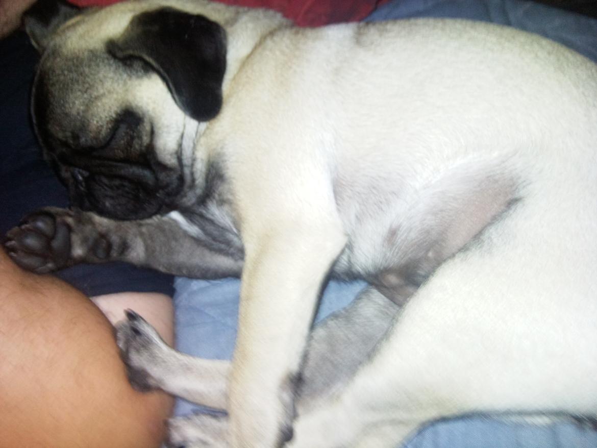 Mops Rosa Himmelhund billede 12