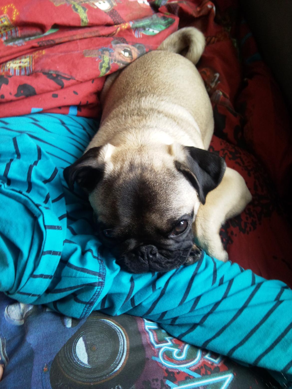 Mops Rosa Himmelhund billede 13