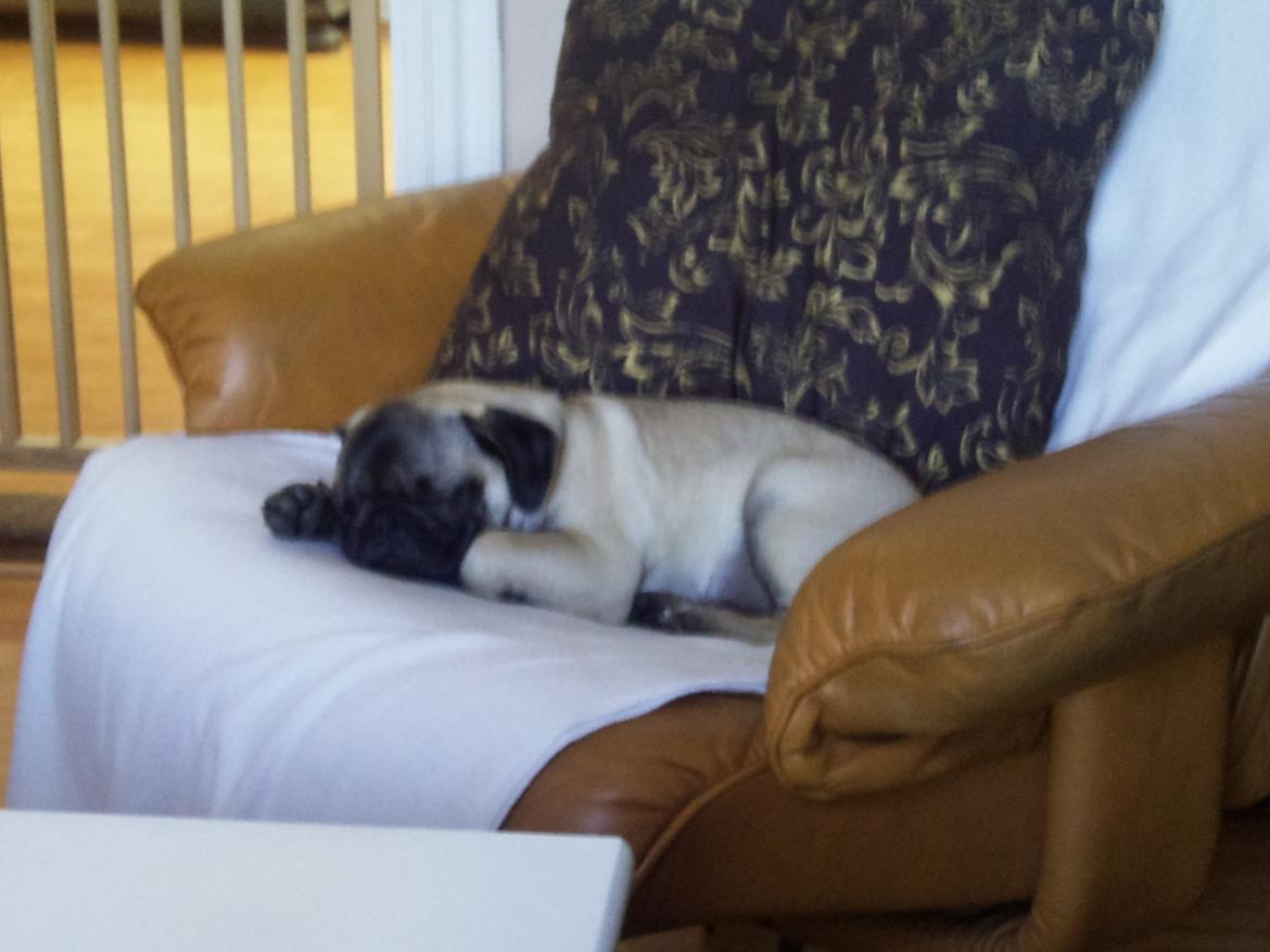 Mops Rosa Himmelhund billede 14