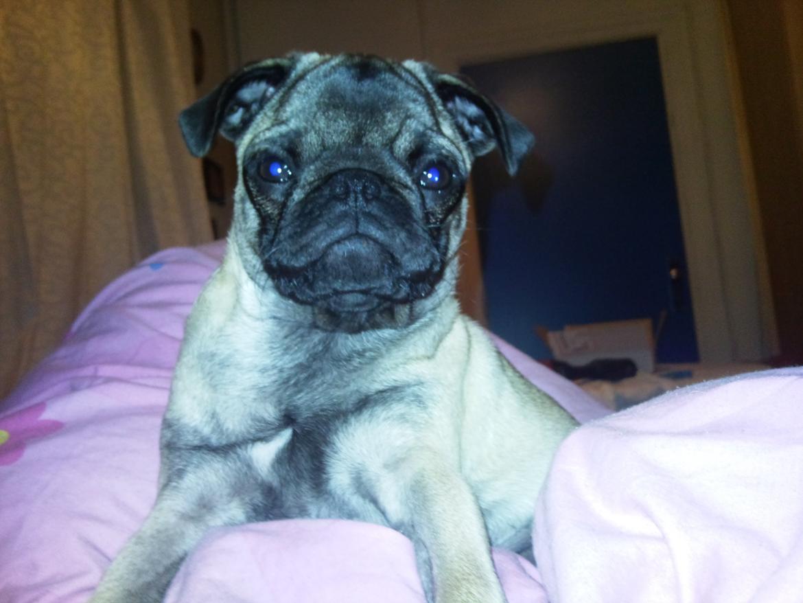 Mops Rosa Himmelhund billede 15