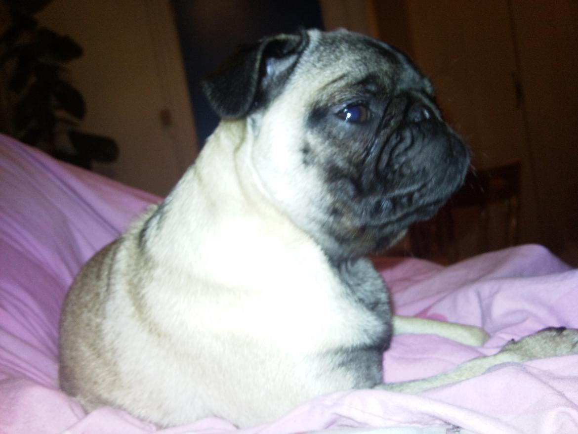 Mops Rosa Himmelhund billede 16