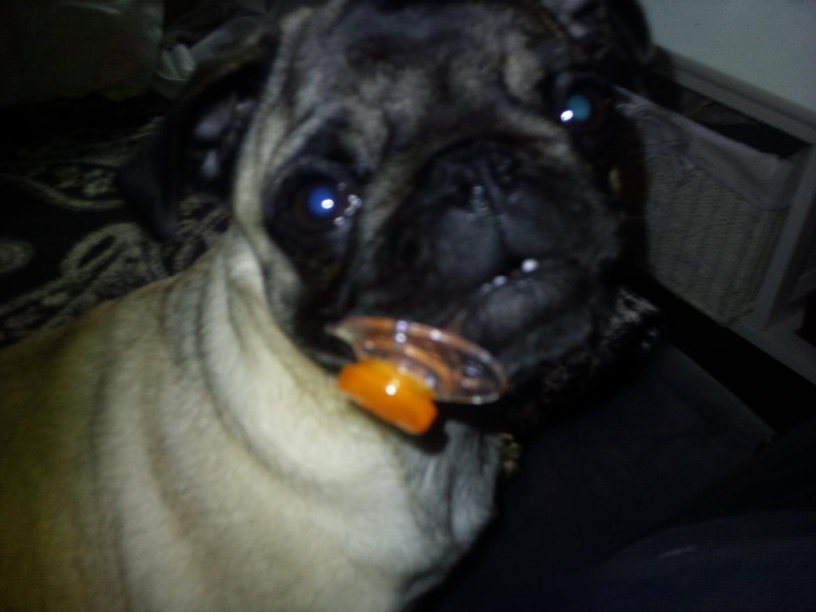 Mops Rosa Himmelhund billede 18