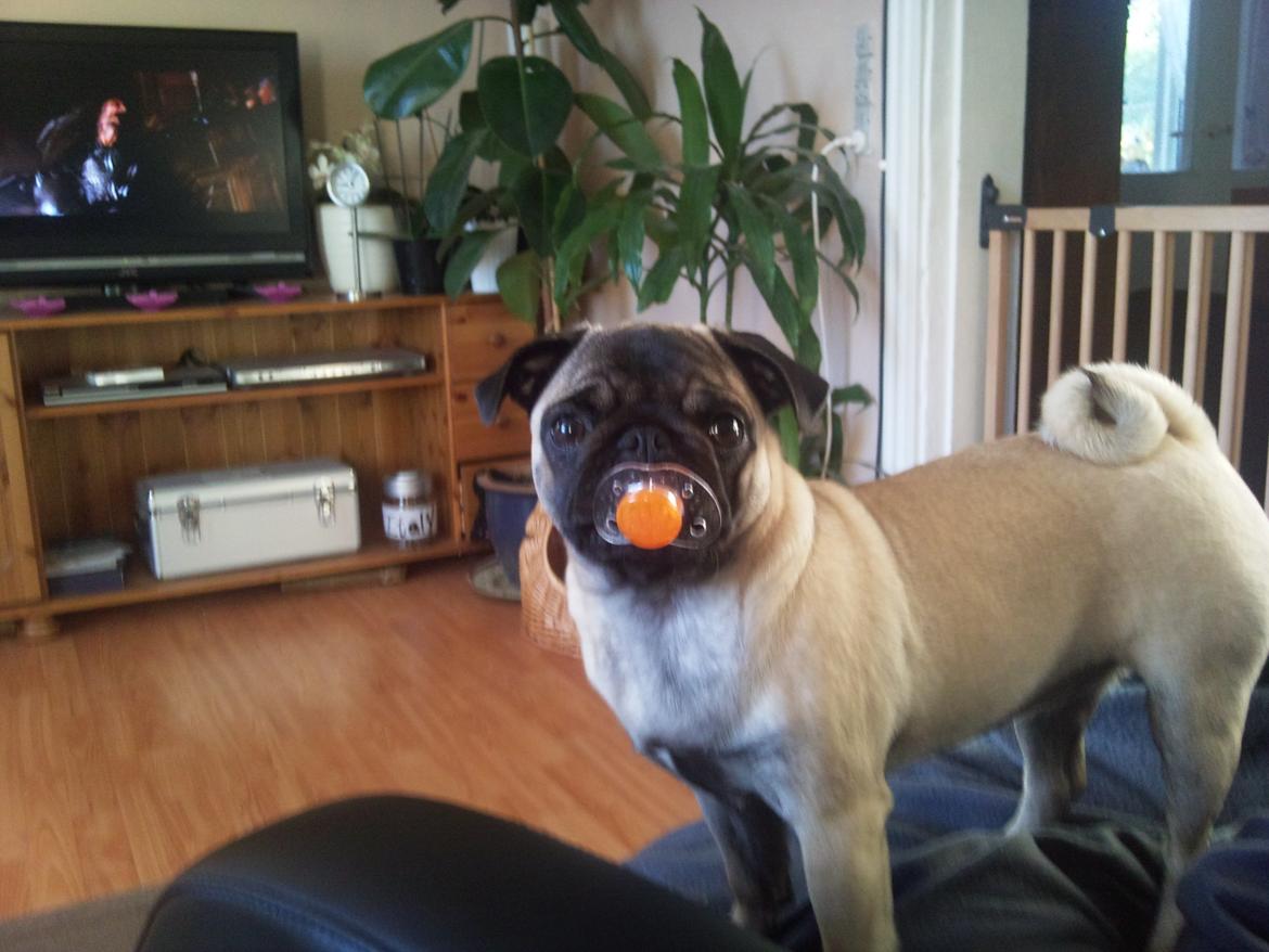 Mops Rosa Himmelhund billede 19