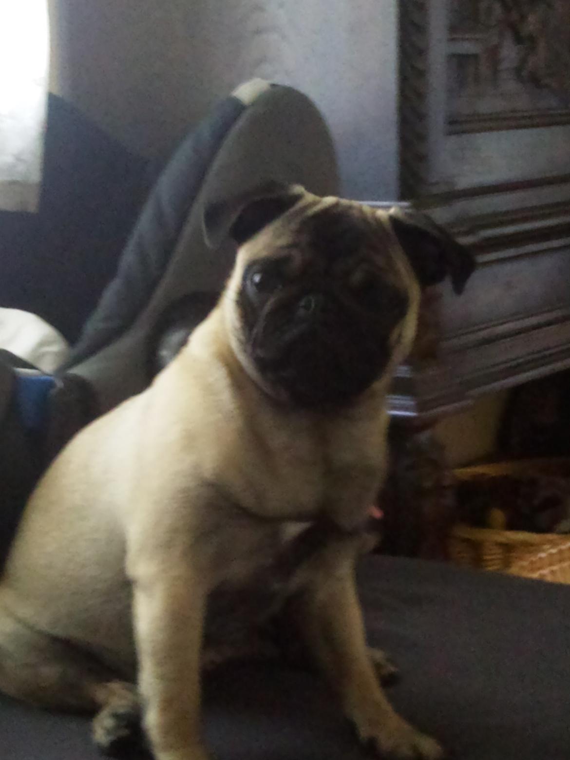 Mops Rosa Himmelhund billede 20