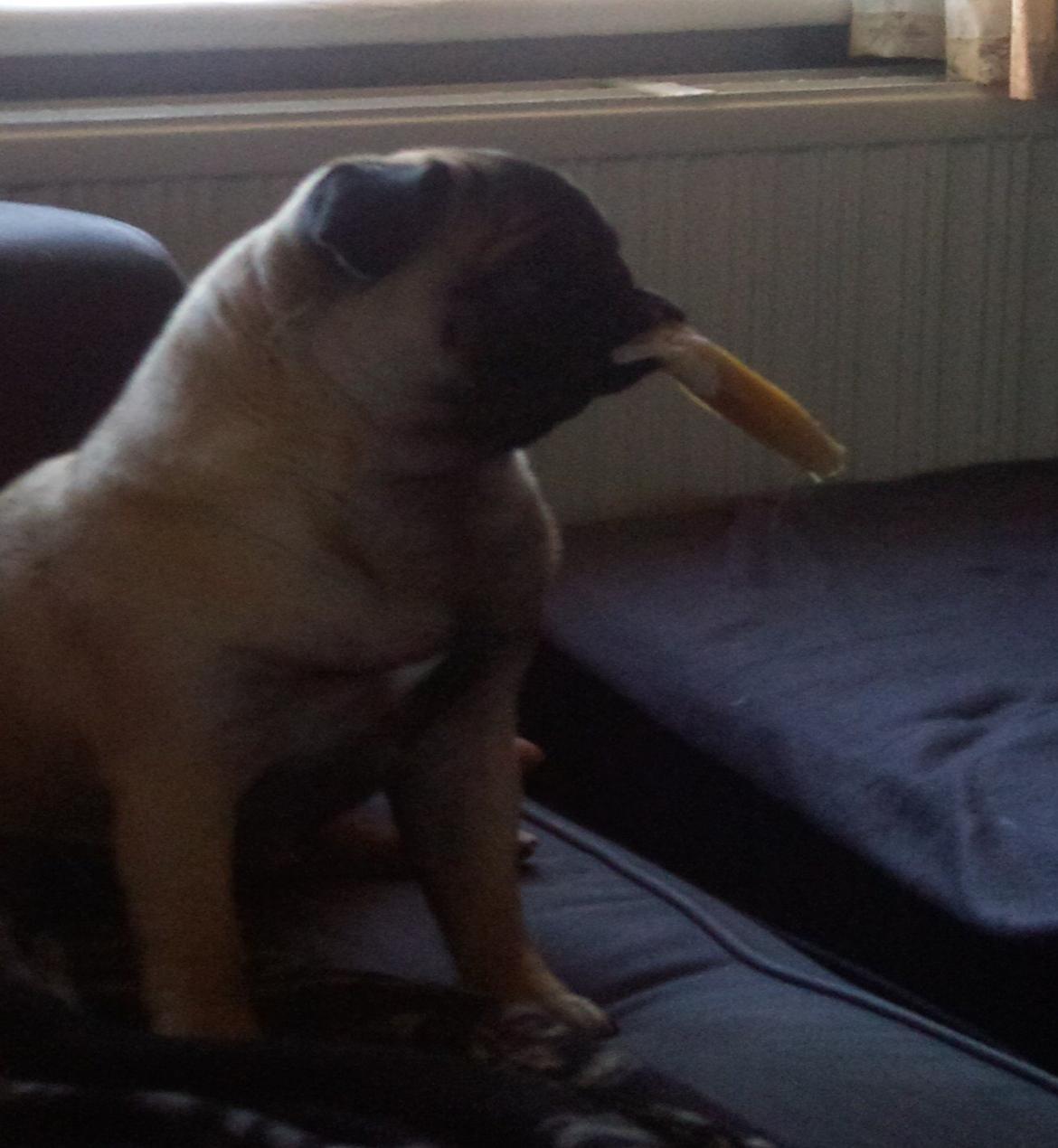 Mops Rosa Himmelhund billede 21