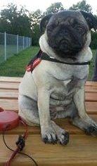 Mops Rosa Himmelhund billede 22