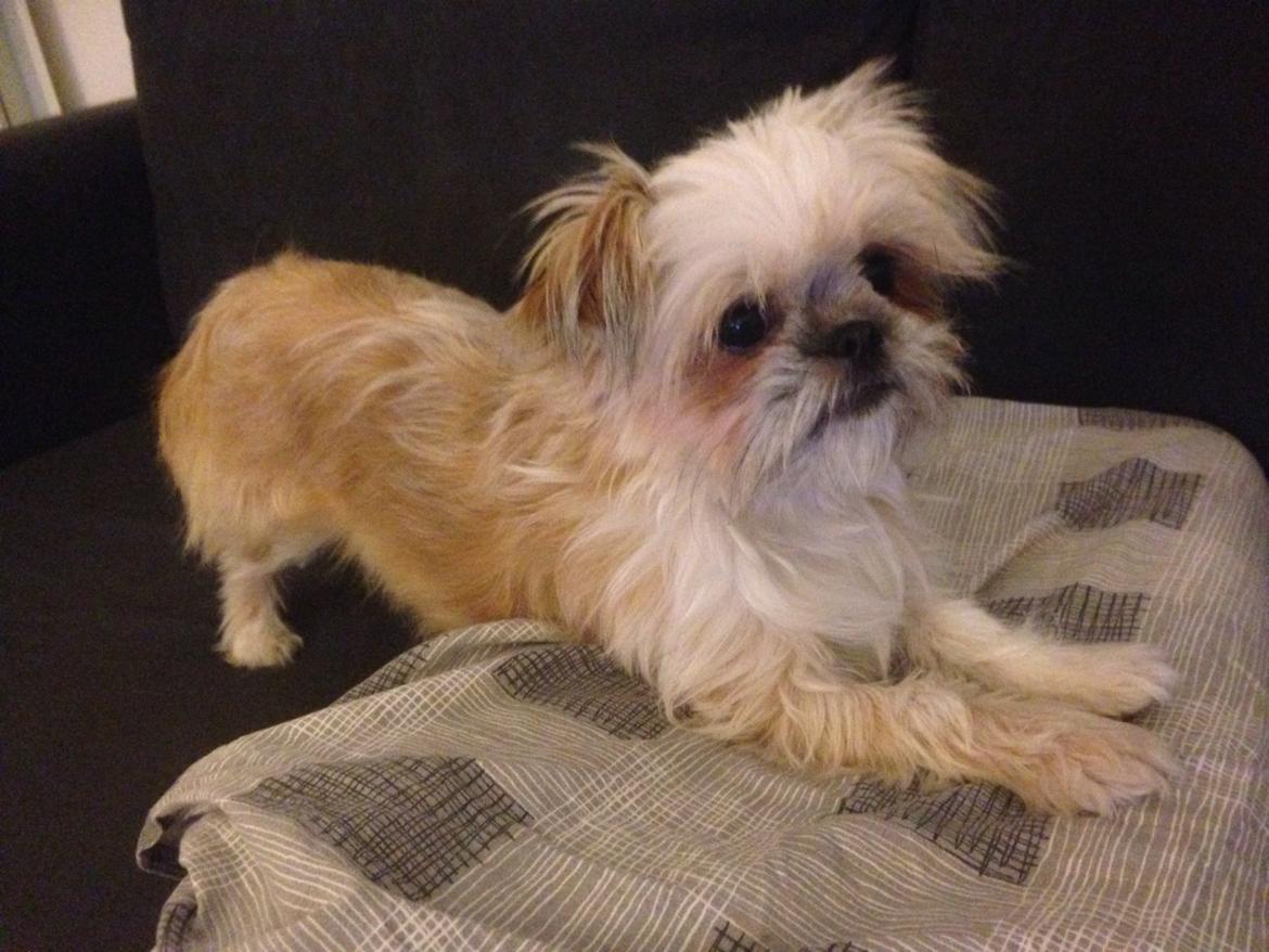 Blanding af racer Bella - 28-11-2013 
Bella nyder at stå på bagbenene og hvile kroppen på alt fra puder til vindueskarme billede 24