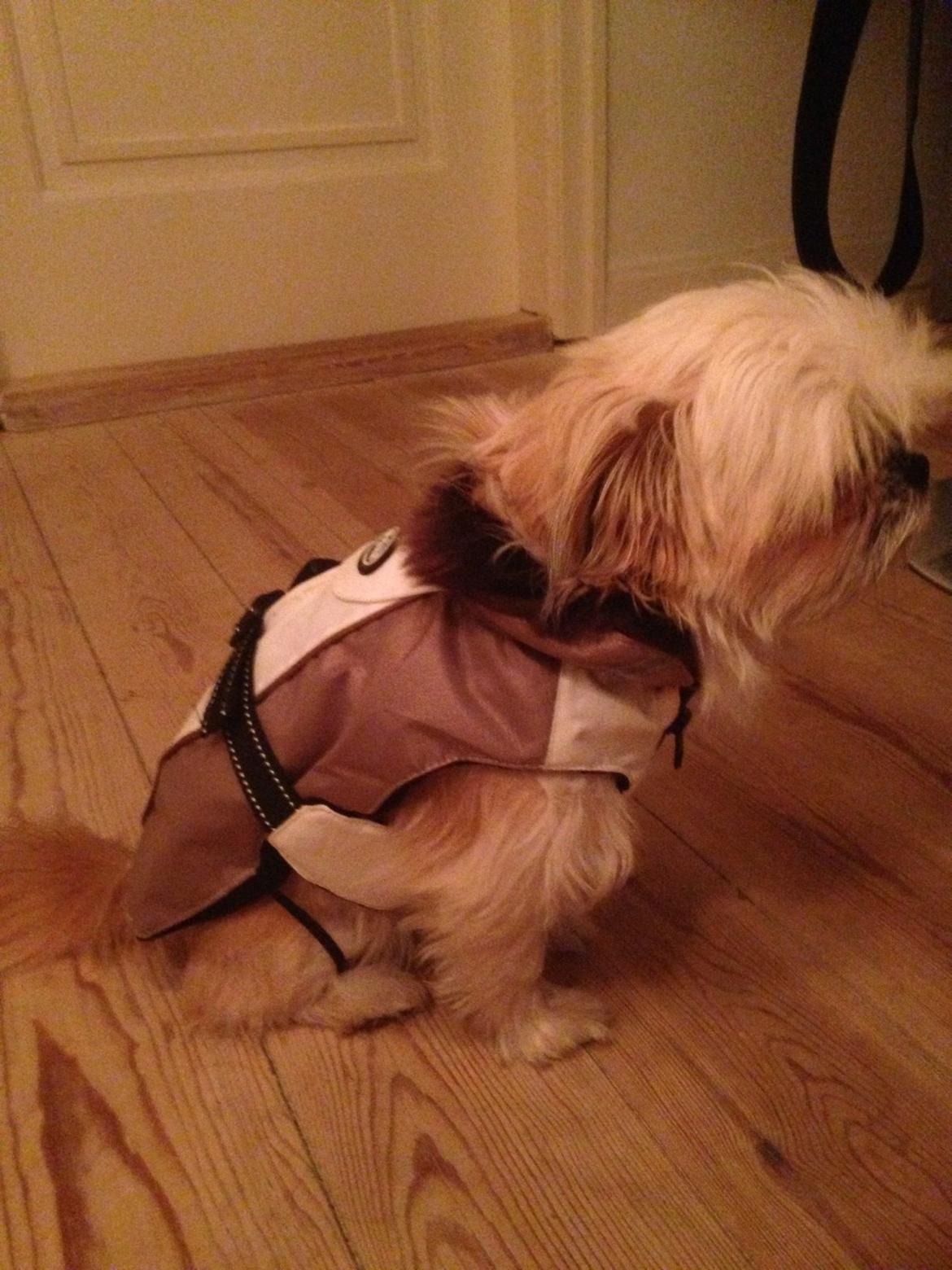 Blanding af racer Bella - 29-11-2013 Bella har fået sig en vinterjakke :) billede 25