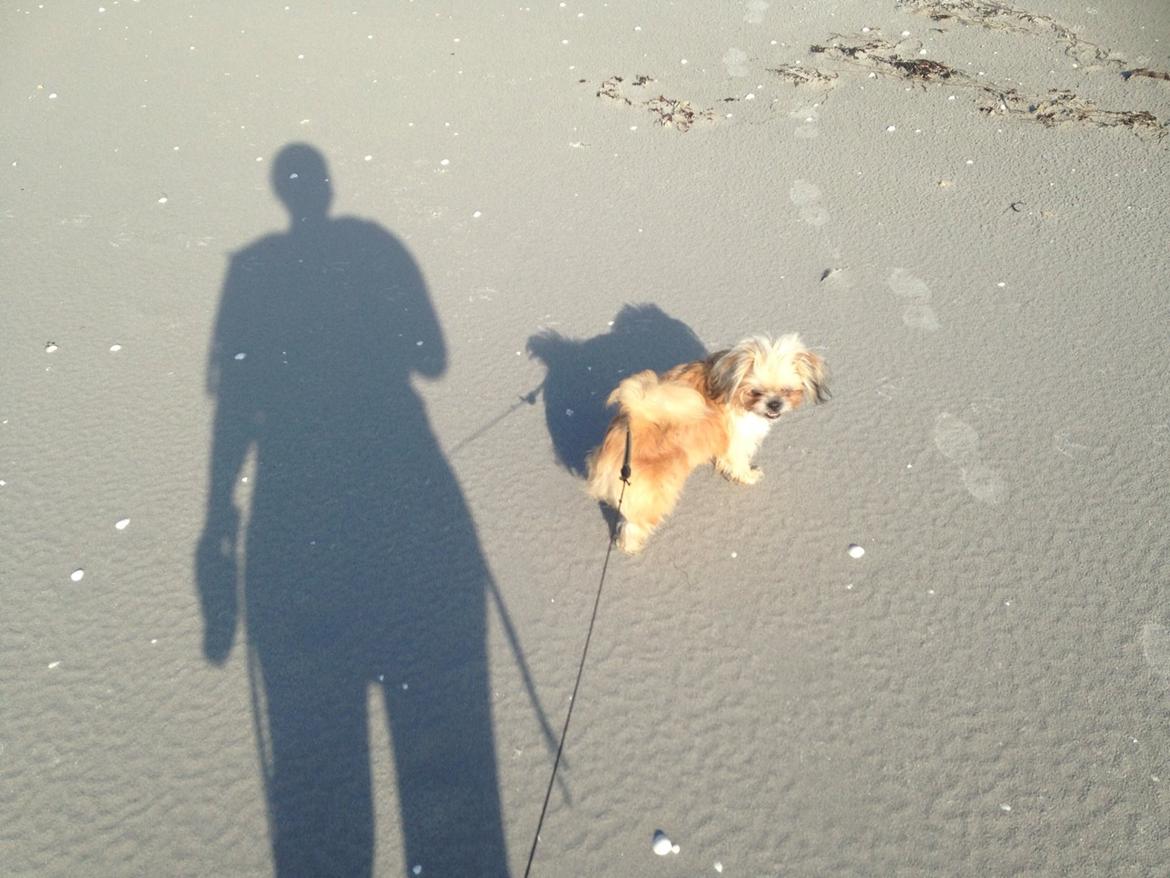 Blanding af racer Bella - 13-09-2013 en tur ved vandet :) billede 21