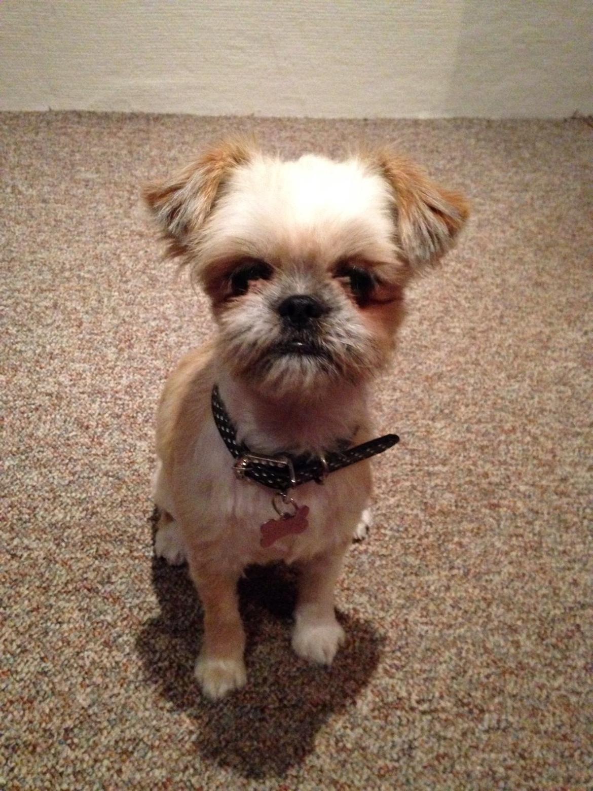 Blanding af racer Bella - 19-09-2013 Hendes første tur ved frisør :) billede 23