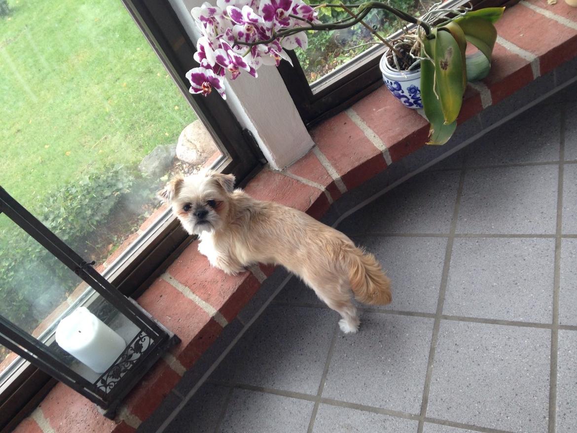 Blanding af racer Bella - 14-09-2013  billede 22