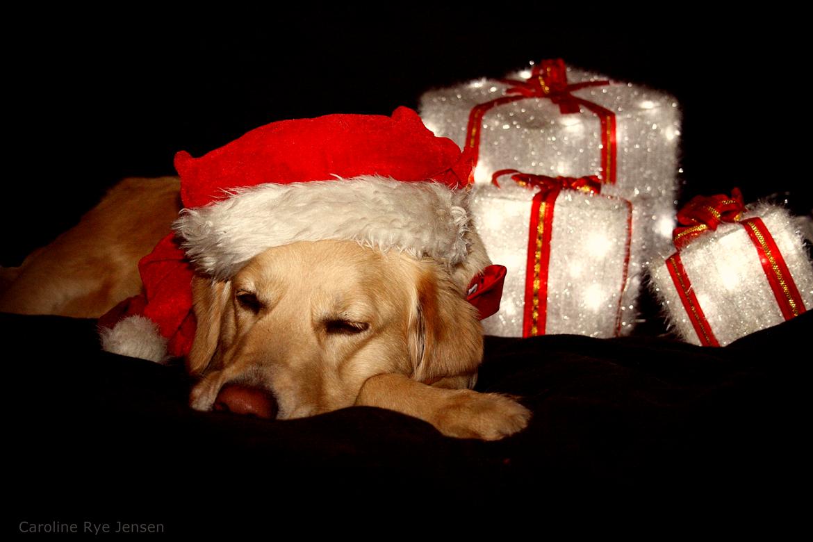 Golden retriever Molly billede 20