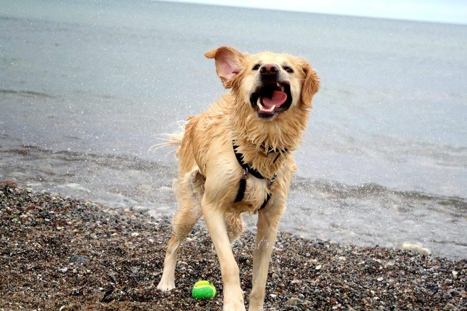Golden retriever Molly billede 21