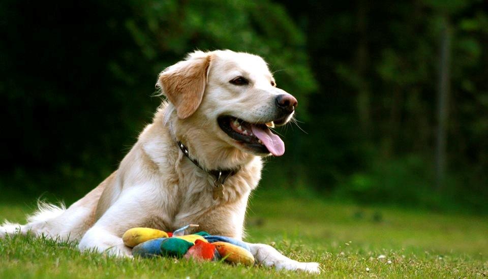 Golden retriever Molly billede 22