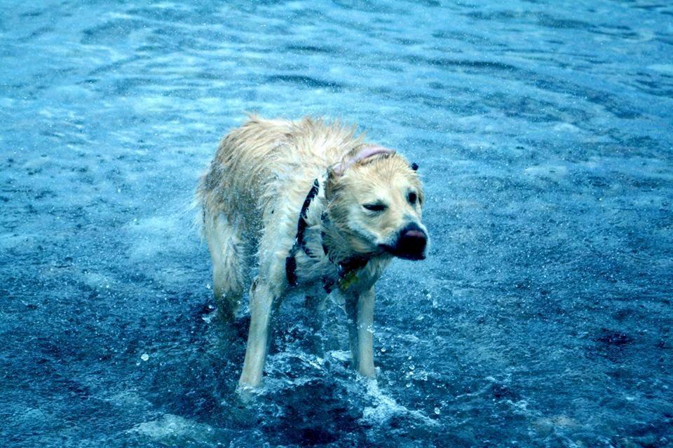 Golden retriever Molly billede 23