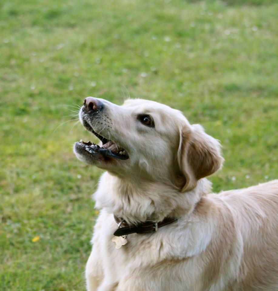 Golden retriever Molly billede 24