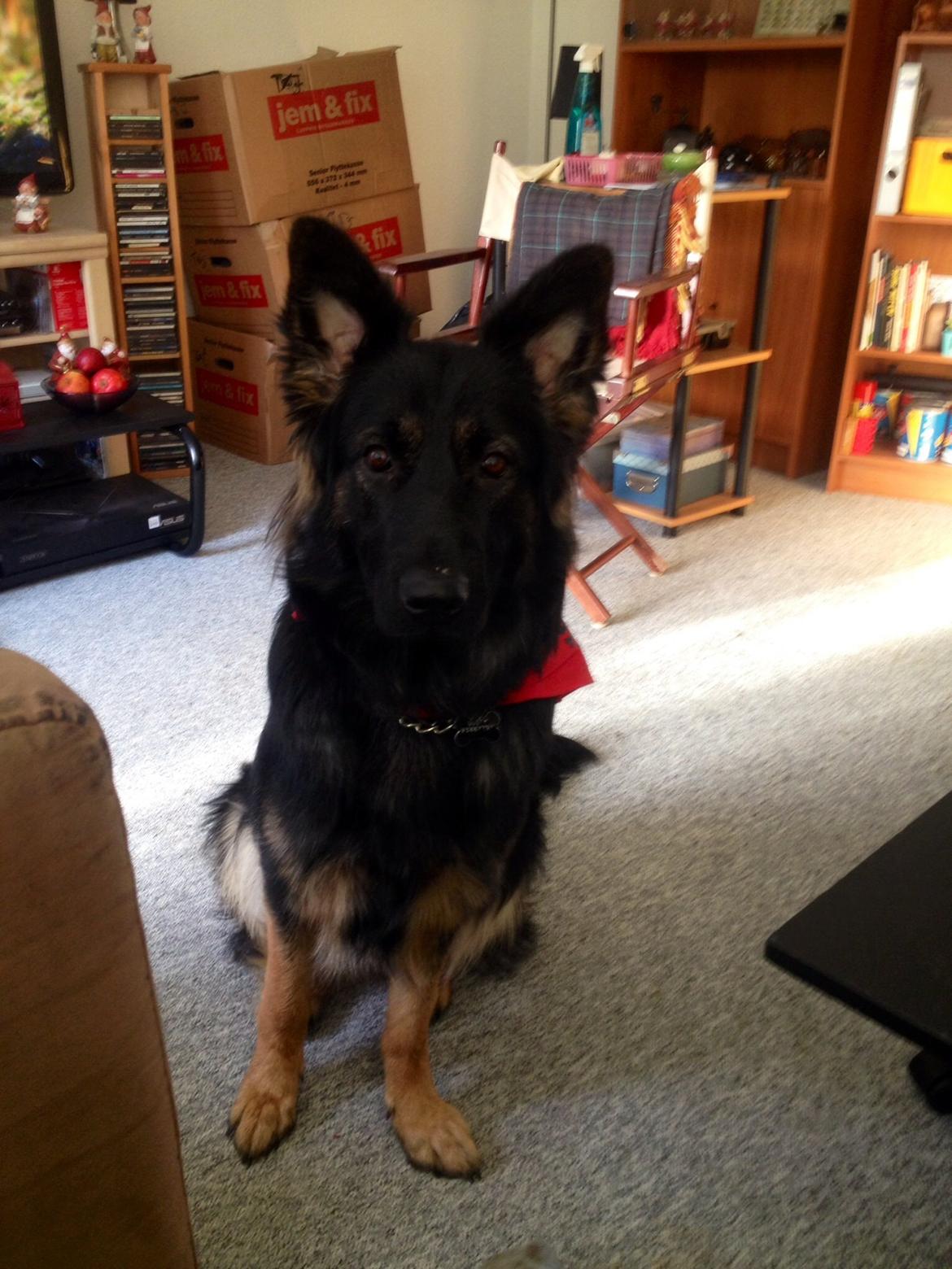 Schæferhund Freja billede 20