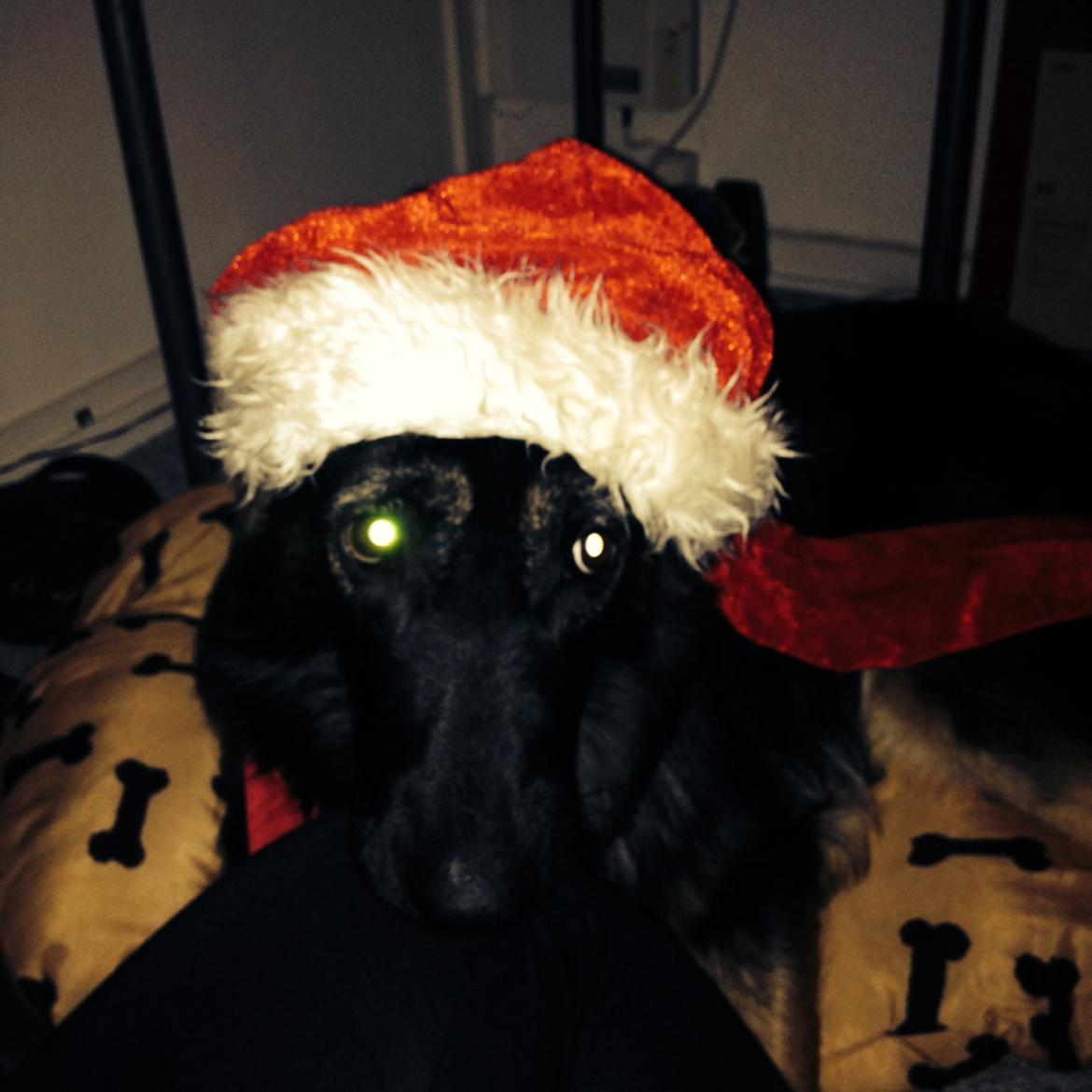 Schæferhund Freja billede 21