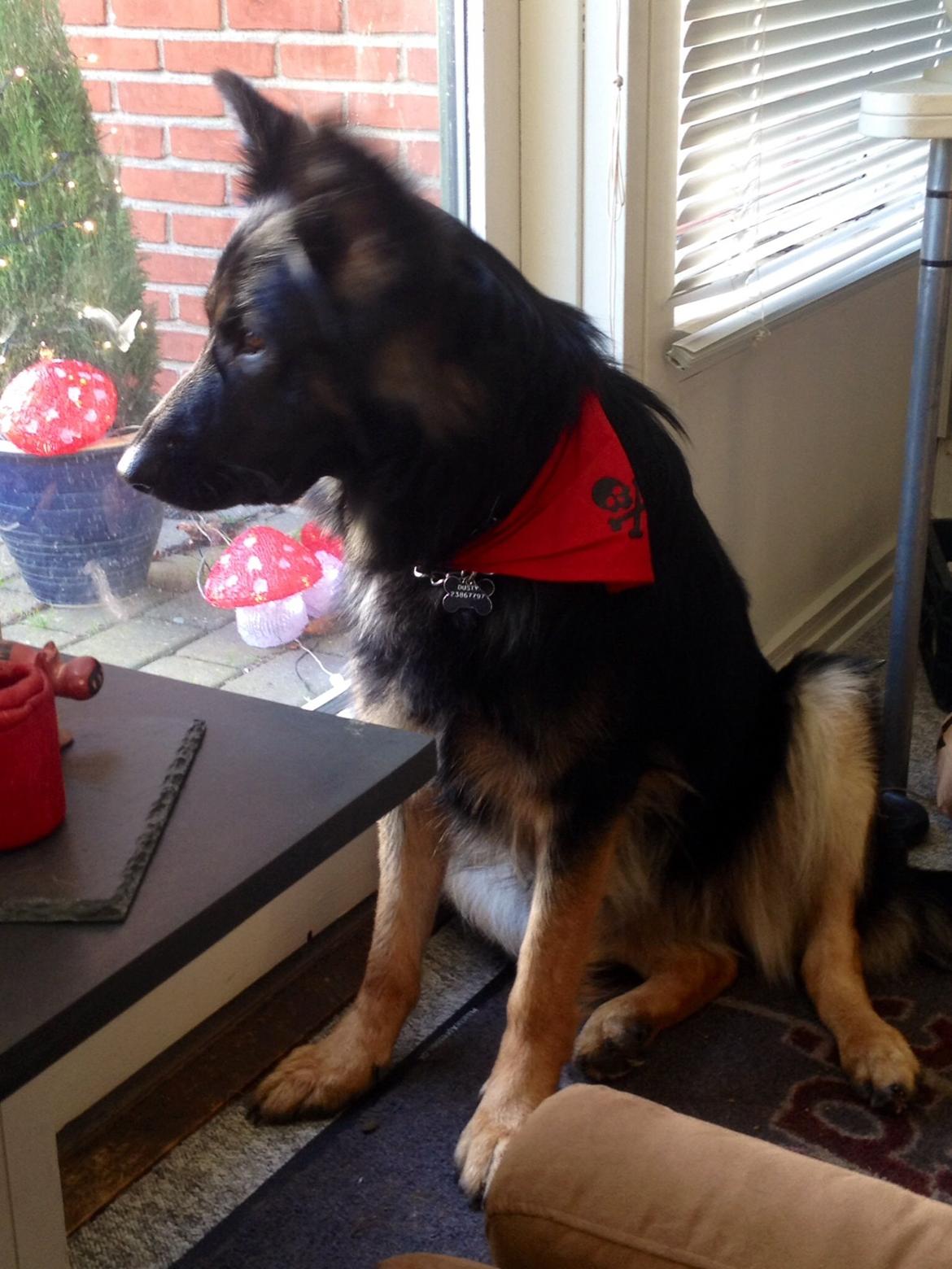 Schæferhund Freja billede 19