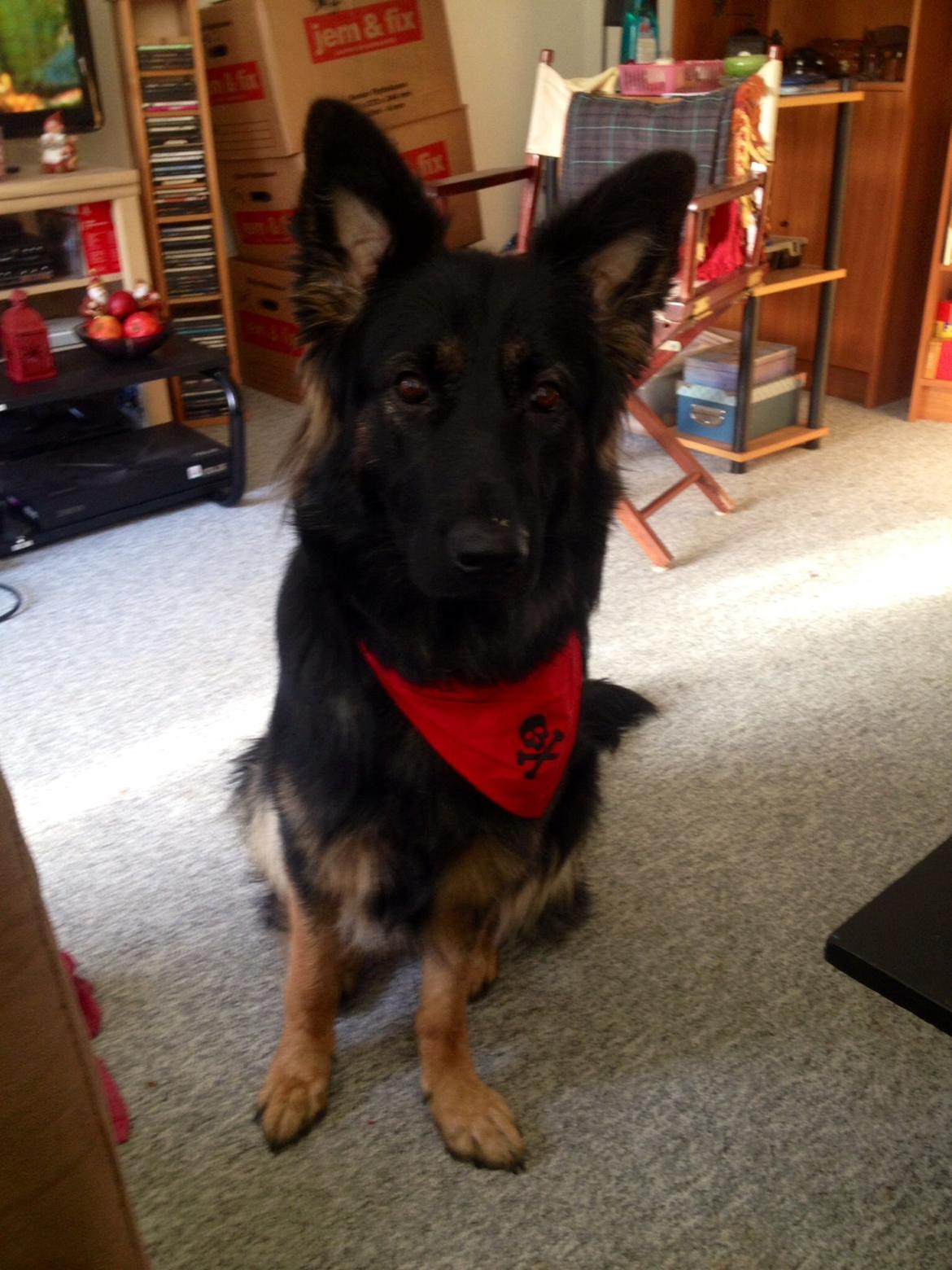 Schæferhund Freja billede 22