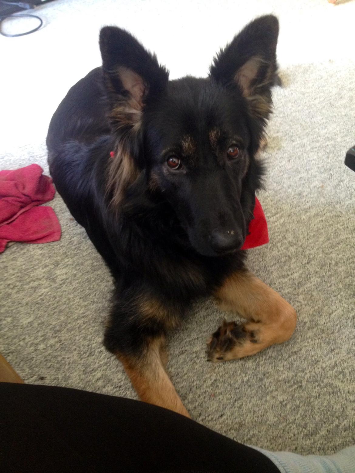 Schæferhund Freja billede 23