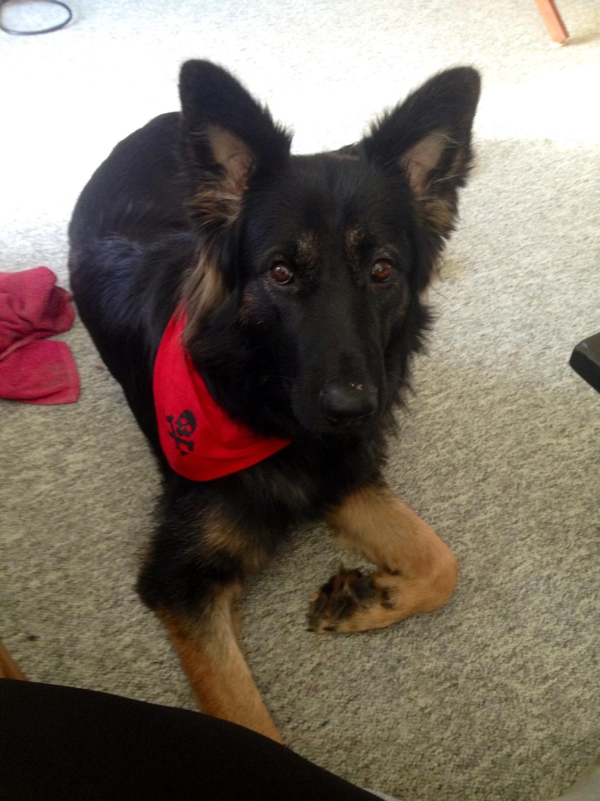 Schæferhund Freja billede 24