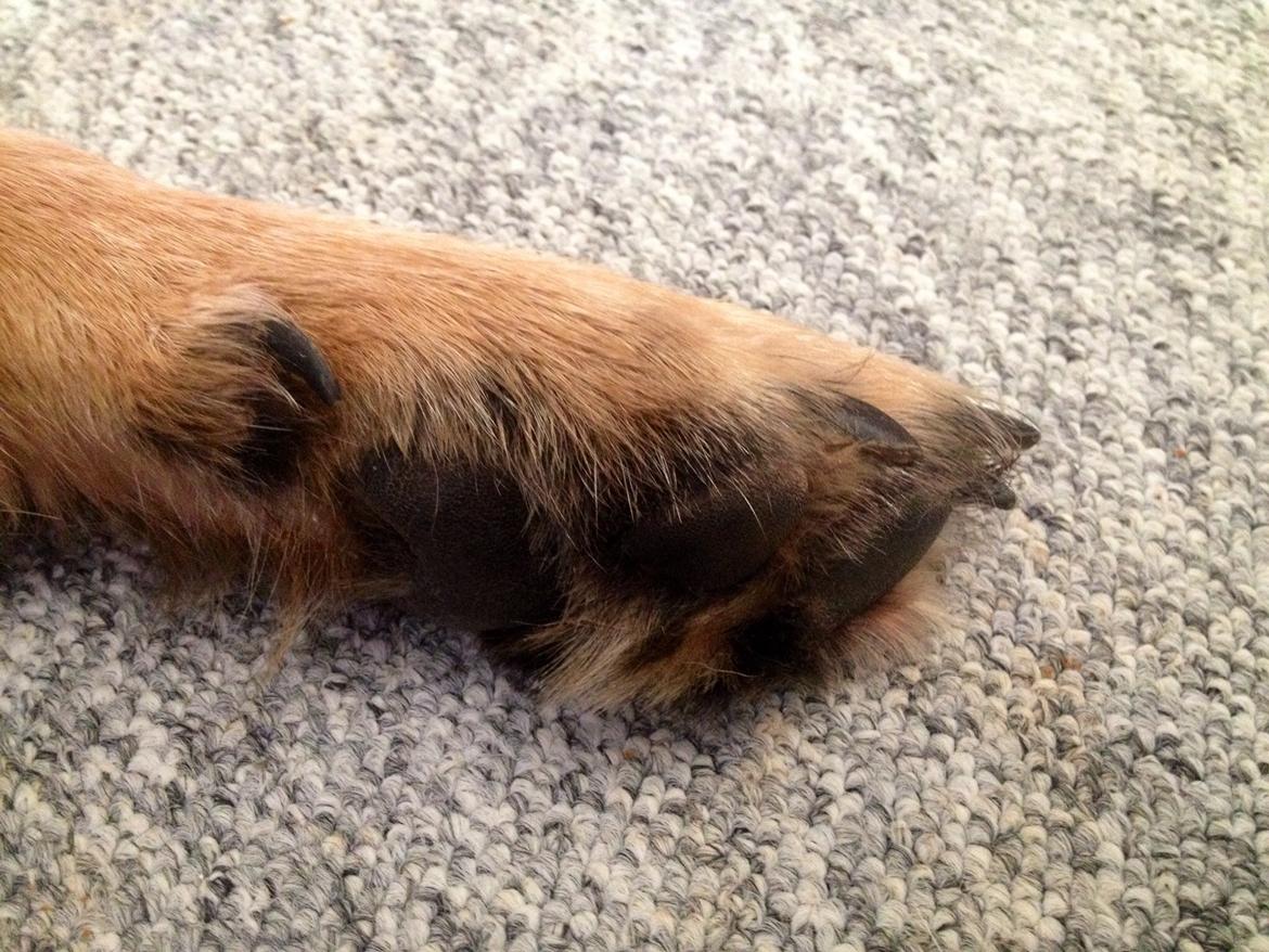 Schæferhund Freja billede 25