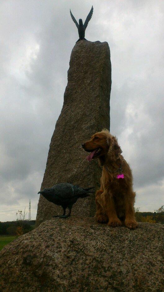 Cocker spaniel Dutten billede 17
