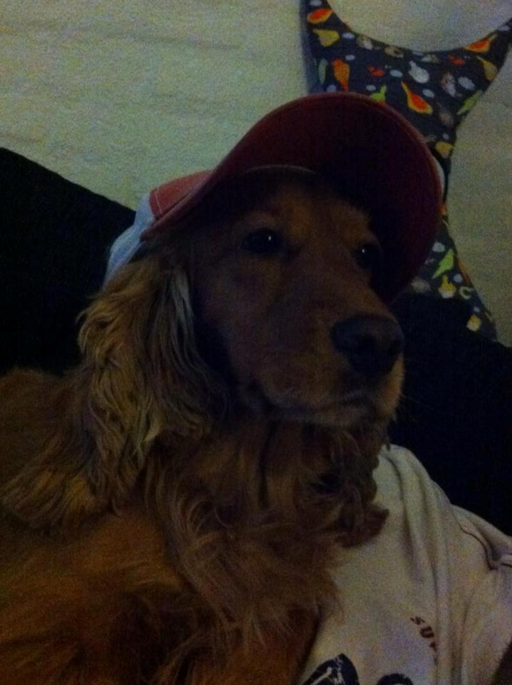 Cocker spaniel Dutten billede 18
