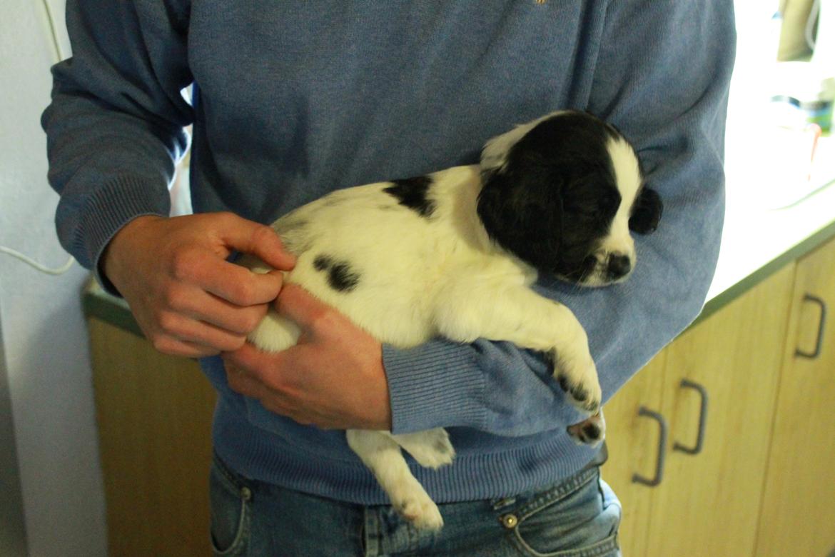 Field Trial spaniel Krümmels Sakko - Velkommen til Sakkos profil! billede 2