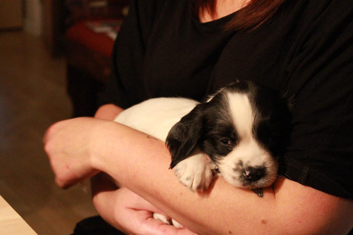Field Trial spaniel Krümmels Sakko billede 3