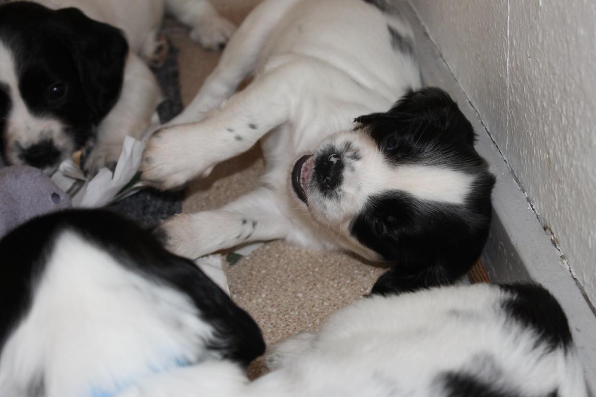 Field Trial spaniel Krümmels Sakko - Grrr! Skal vi lege? :P billede 4