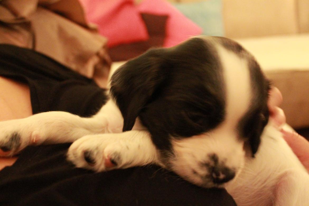 Field Trial spaniel Krümmels Sakko - En træt 6 ugers hvalpebasse <3 billede 5