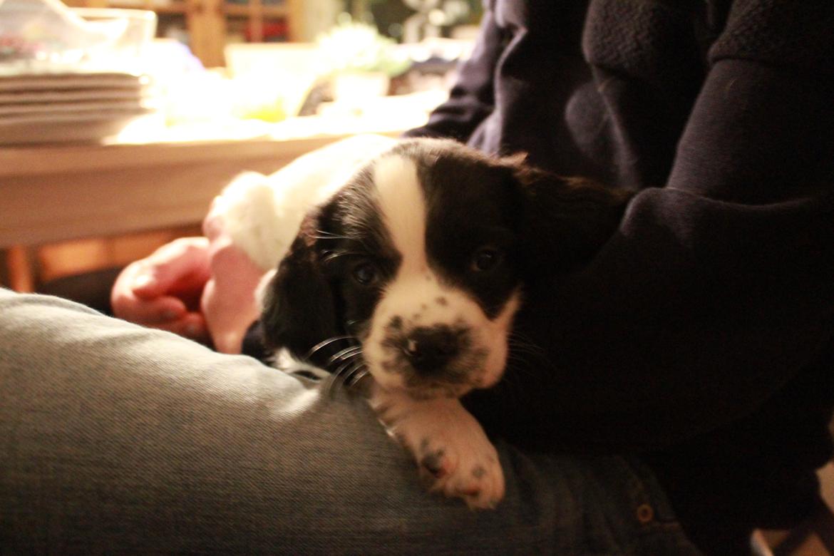 Field Trial spaniel Krümmels Sakko billede 6