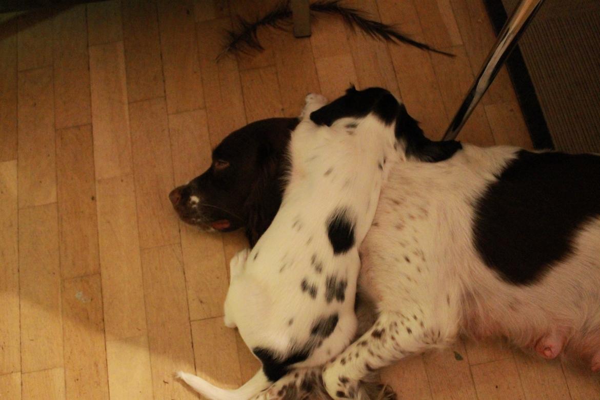 Field Trial spaniel Krümmels Sakko - Sakko med mor Sussi <3 billede 7