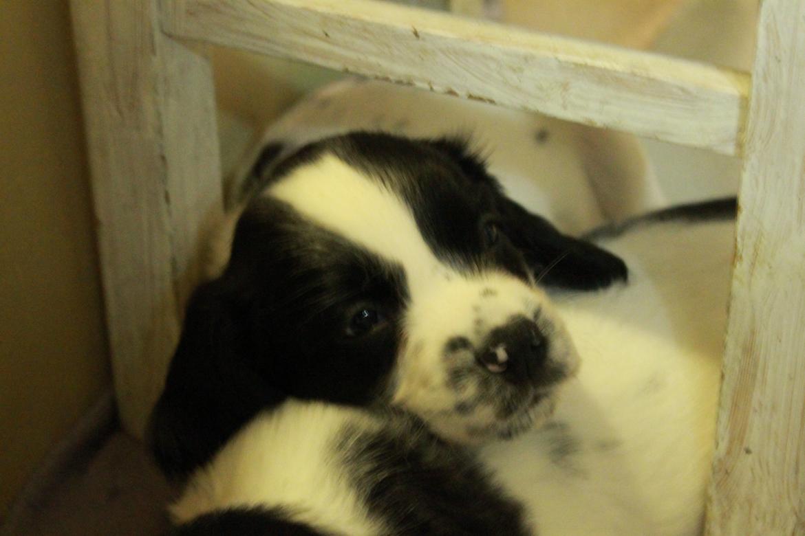 Field Trial spaniel Krümmels Sakko billede 8