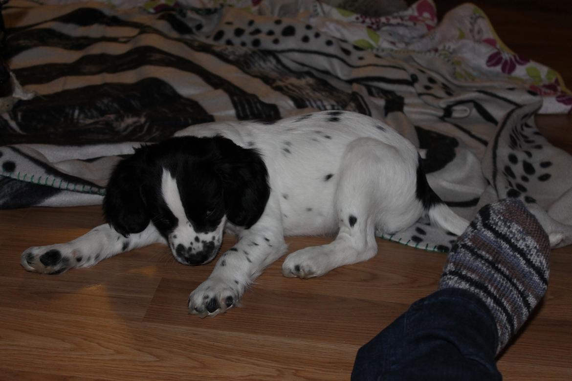 Field Trial spaniel Krümmels Sakko - Så fik vi ham endelig hjem! (dagen efter) billede 9