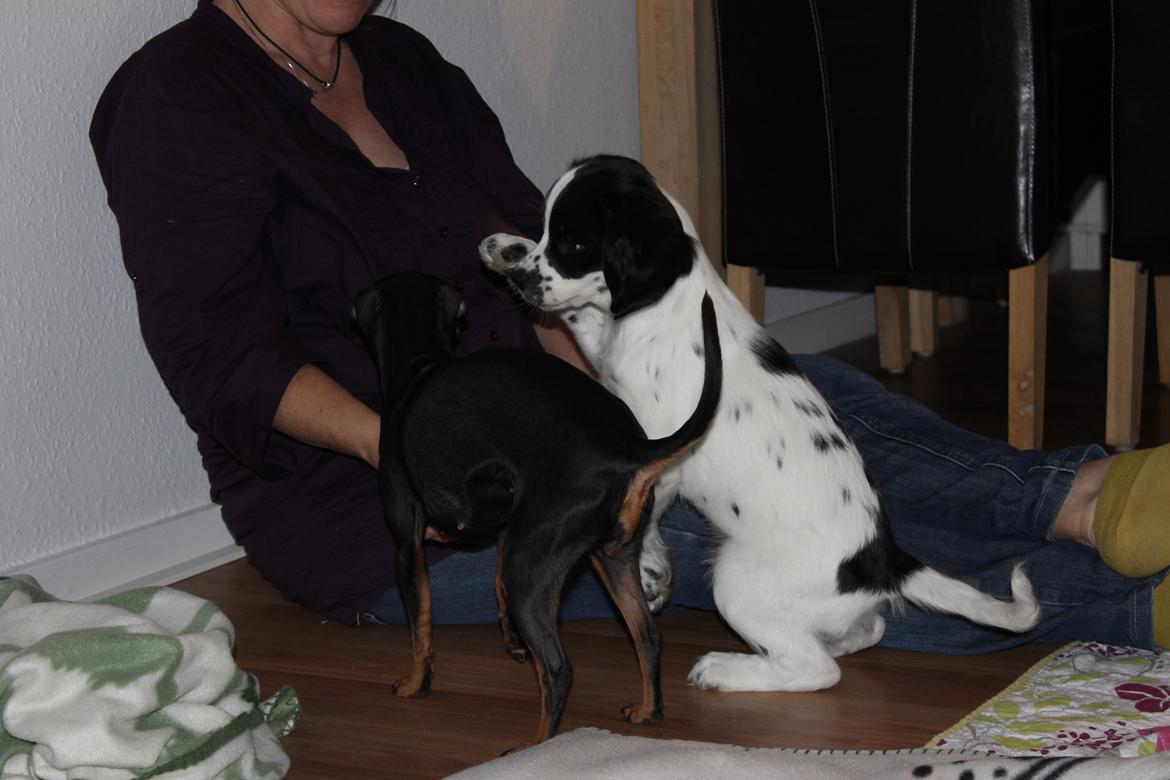 Field Trial spaniel Krümmels Sakko - Sakko og Cess <3 billede 10