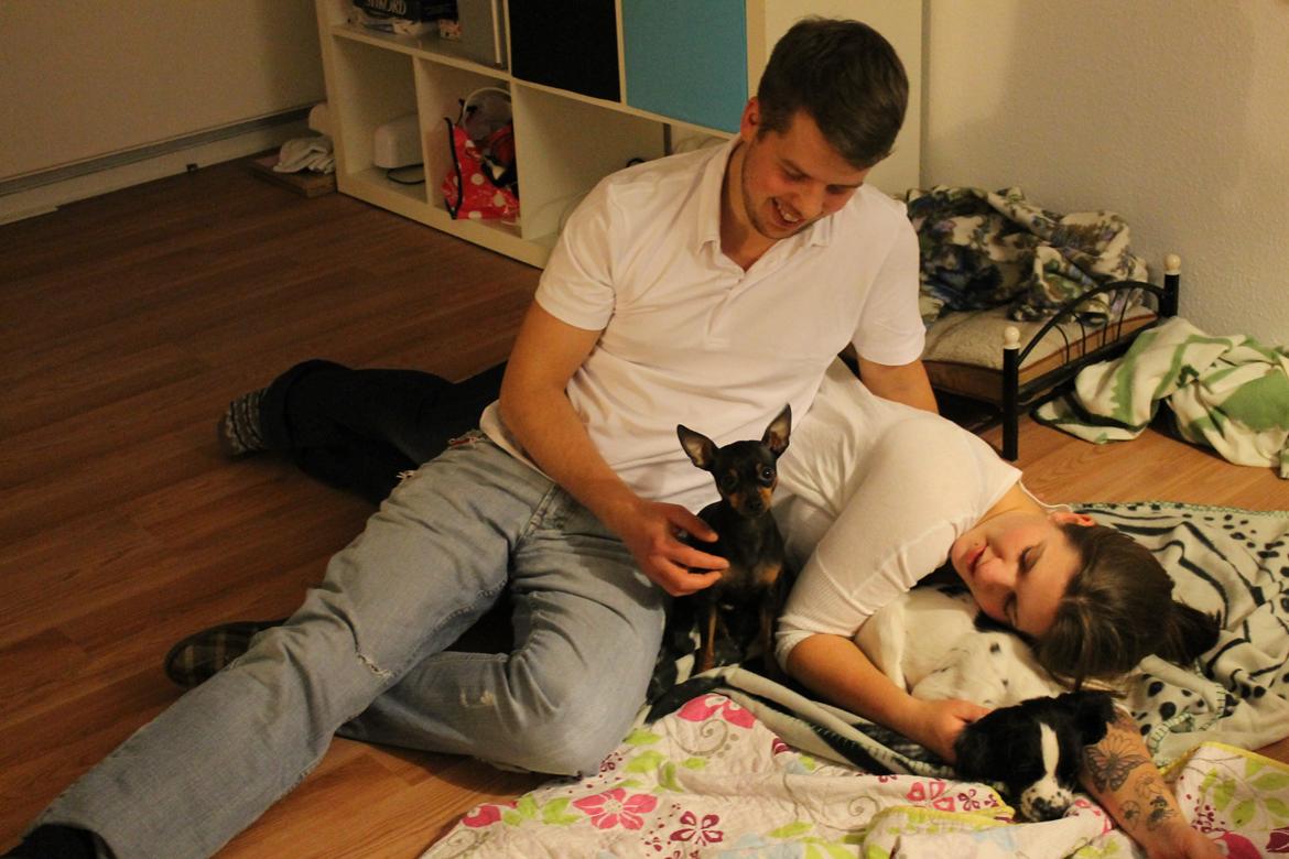 Field Trial spaniel Krümmels Sakko - Den lille familie <3 billede 11