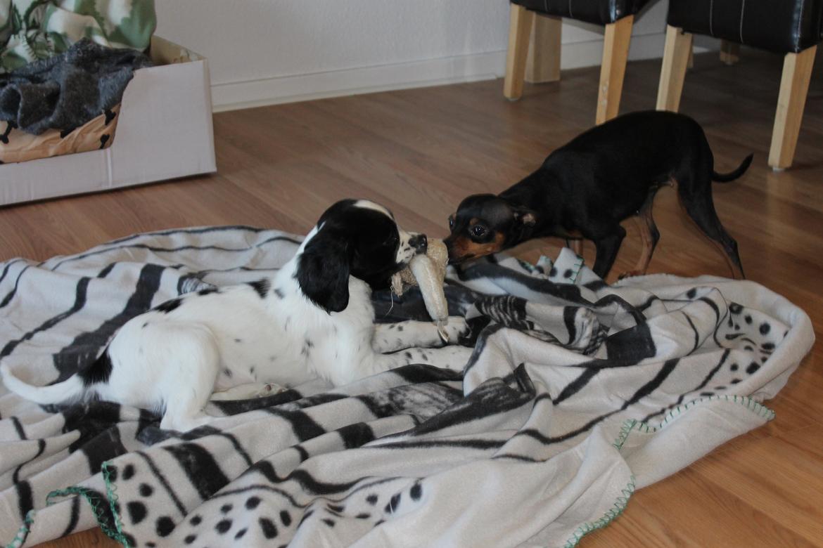 Field Trial spaniel Krümmels Sakko - Sakko og "storesøster" Cess leger :-) billede 12